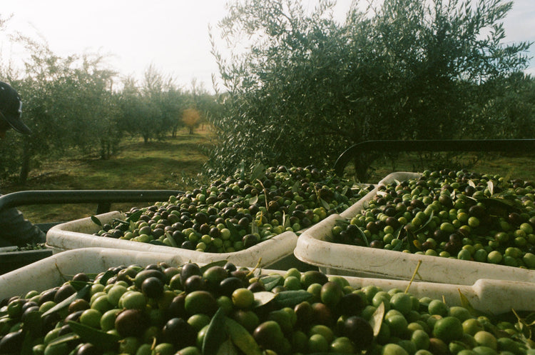 Shop the Harvest